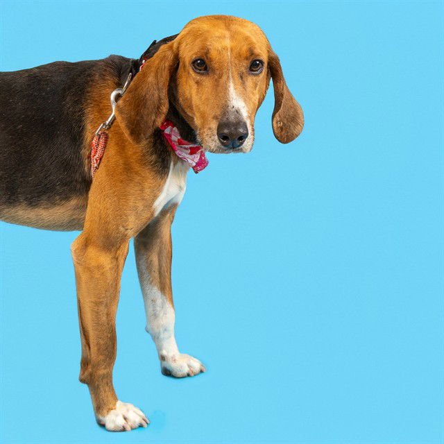 OTTO - Treeing Walker Coonhound available for adoption