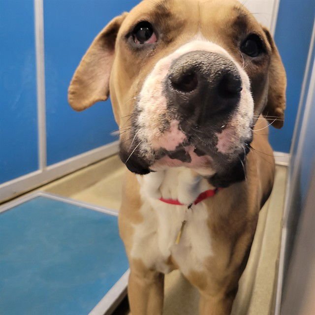 FERRARA - Mastiff available for adoption