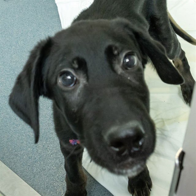 DUKE - Labrador Retriever / Great Dane available for adoption