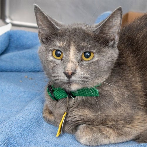 MIRACLE - Domestic Short Hair available for adoption