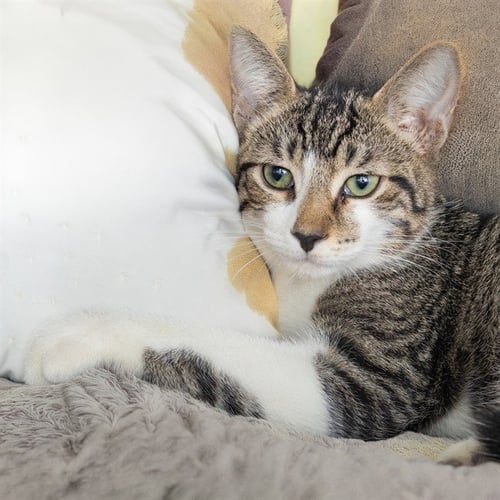 MR PICKLES - Domestic Short Hair for adoption in St. Louis