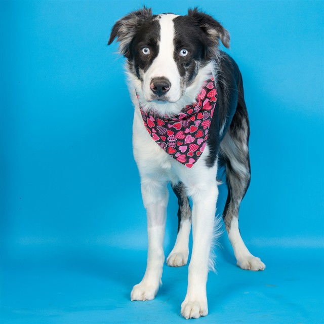 DROGO - Australian Shepherd available for adoption