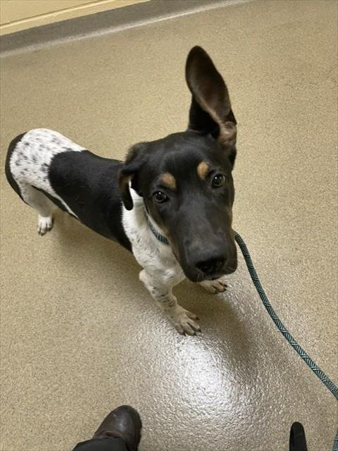 BLOSSOM - Pointer / German Shepherd Dog available for adoption