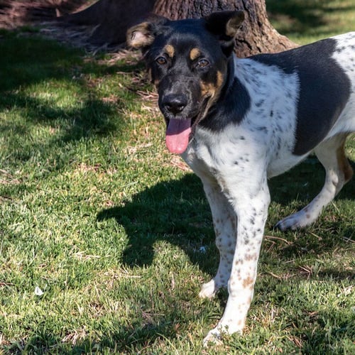 BLOSSOM - Pointer / German Shepherd Dog available for adoption
