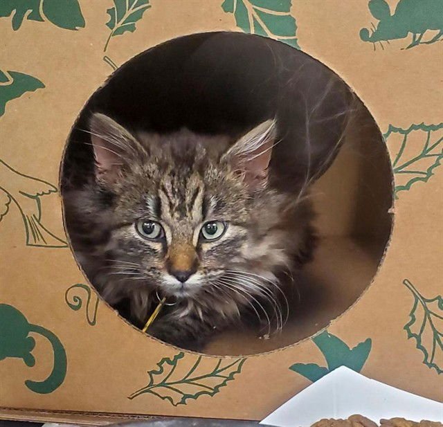 ELIZA - Domestic Long Hair available for adoption