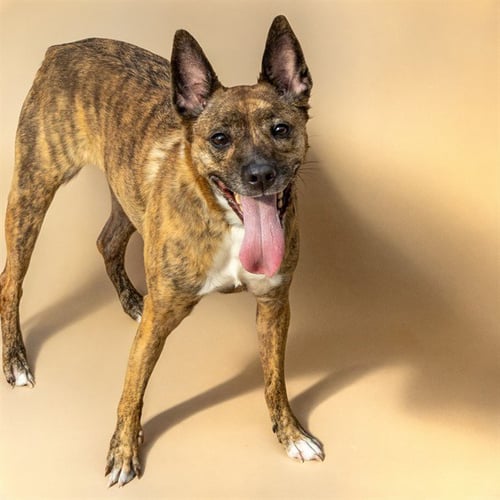 FLUTE - Australian Cattle Dog/Blue Heeler available for adoption