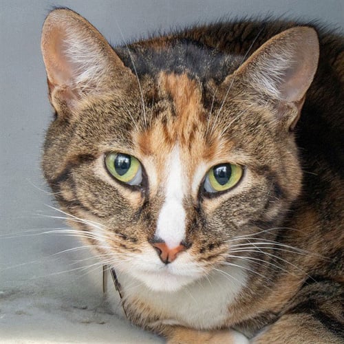 CLARINET - Domestic Short Hair available for adoption