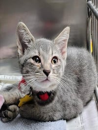 CHAD - Photo 1