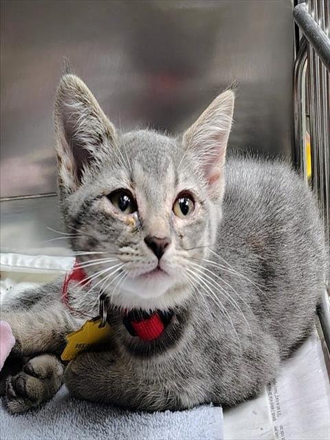 CHAD - Domestic Short Hair available for adoption
