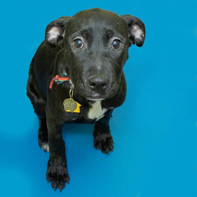 LOVEBUG - Pit Bull Terrier / Labrador Retriever available for adoption