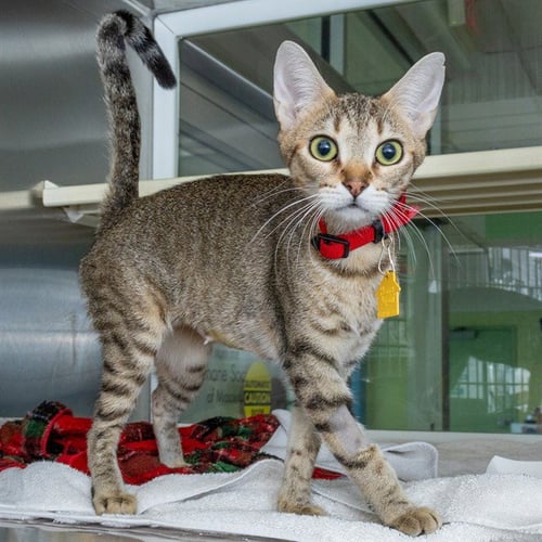 LINDA BLAIR - Domestic Short Hair available for adoption