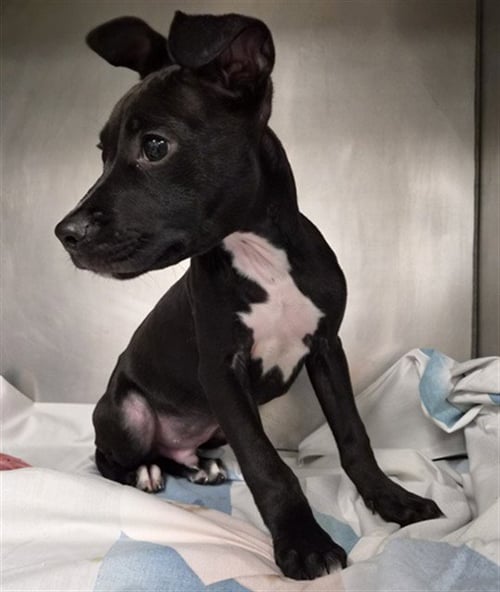 CARLOW - Pit Bull Terrier available for adoption