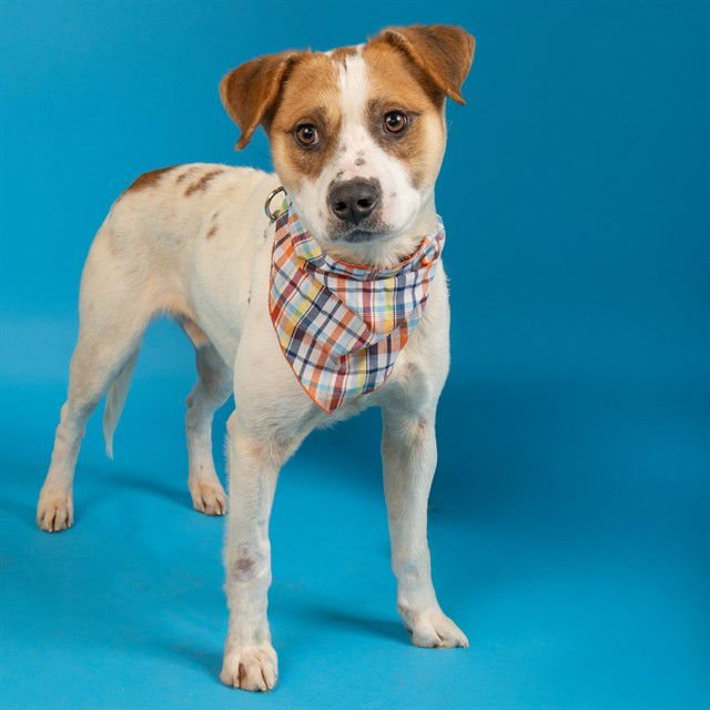 COFFEE - Australian Cattle Dog/Blue Heeler available for adoption