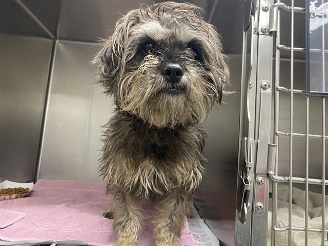 TAGALONG - Miniature Schnauzer available for adoption