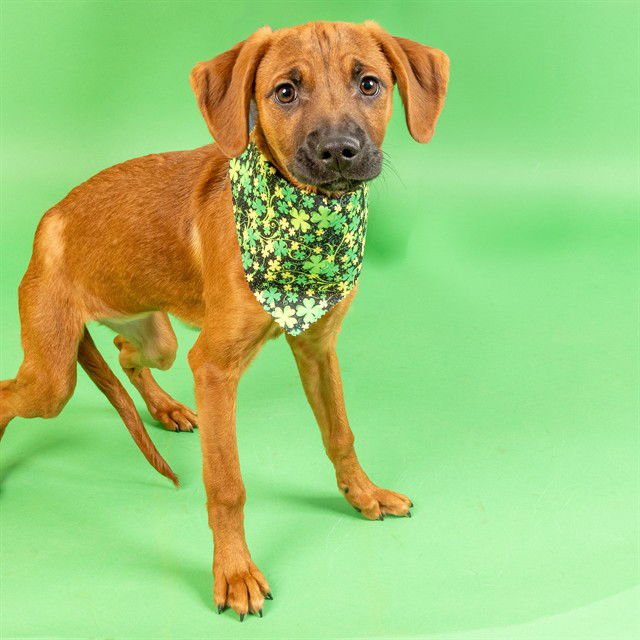 CIABATTA - Labrador Retriever / Giant Schnauzer available for adoption