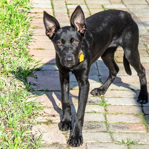 ASTORIA - Labrador Retriever available for adoption