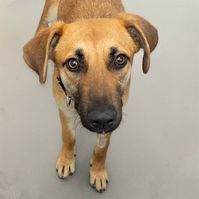 MAGPIE - Black Mouth Cur available for adoption