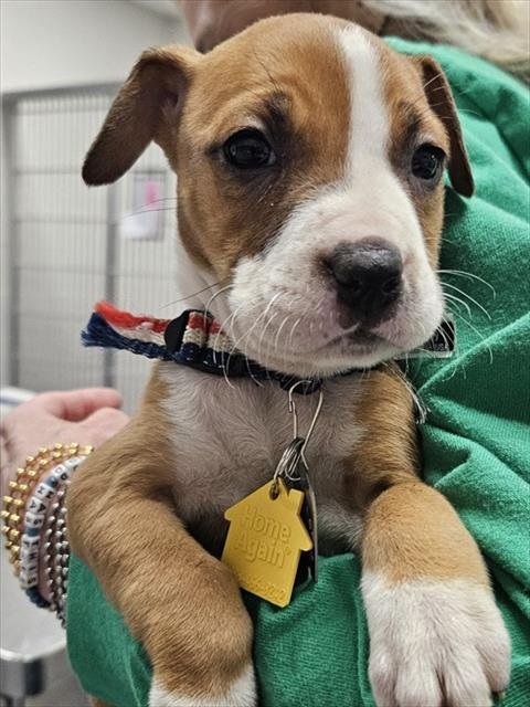 JAM - Pit Bull Terrier available for adoption