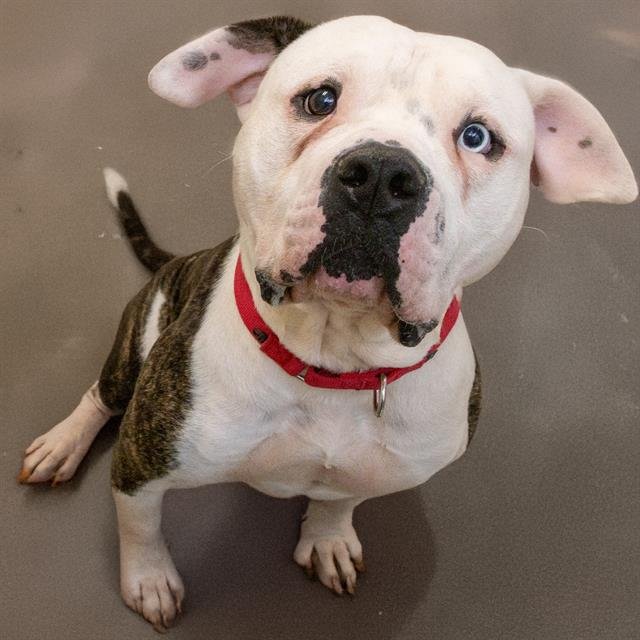HANK - American Bulldog available for adoption