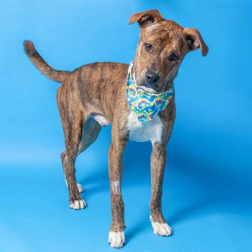 COL MUSTARD - Labrador Retriever / Pit Bull Terrier available for adoption