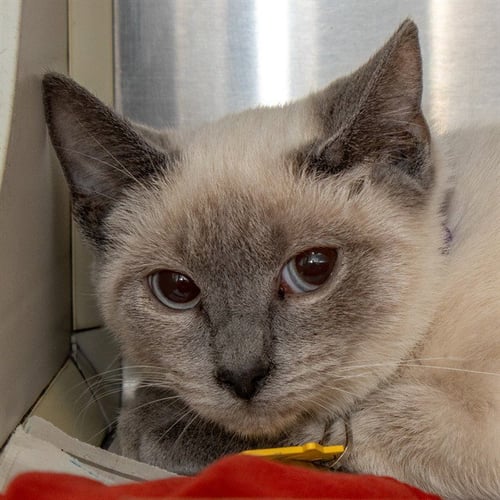 CYMBALS - Siamese available for adoption
