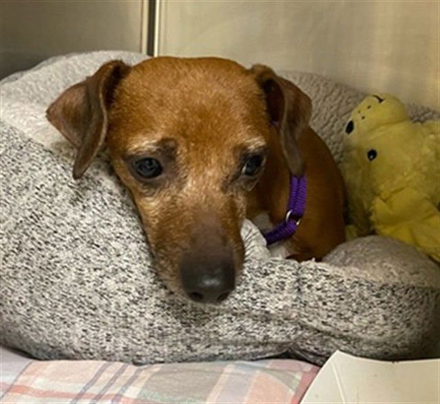 PARSLEY - Chihuahua available for adoption