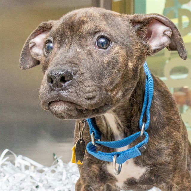 THIN MINT - Pit Bull Terrier available for adoption