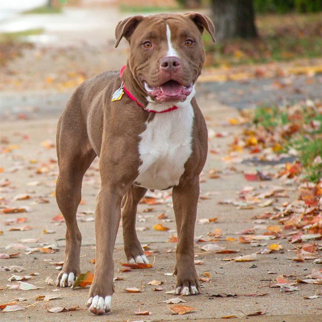 SADIE - Pit Bull Terrier available for adoption
