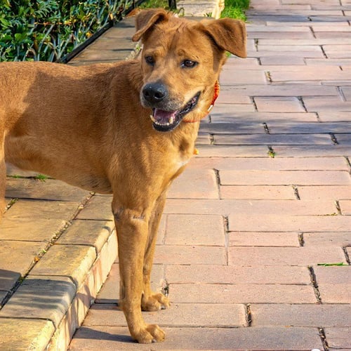 ELOY - Labrador Retriever available for adoption