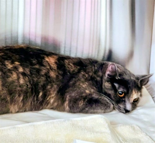 MOUSEY - Domestic Short Hair available for adoption