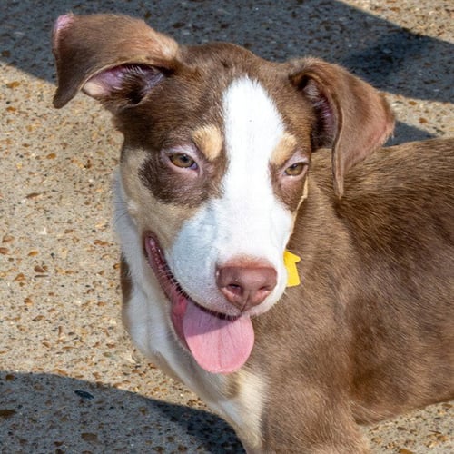 ALDER - Treeing Walker Coonhound available for adoption