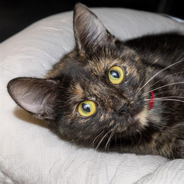 CHICKEN SOUP - Domestic Short Hair available for adoption