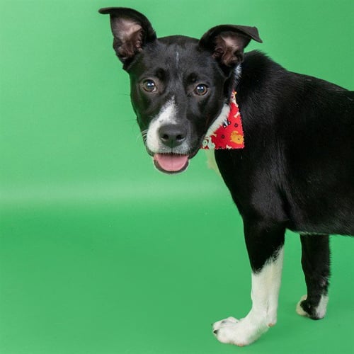 CHUCKIE - Labrador Retriever / Pit Bull Terrier available for adoption