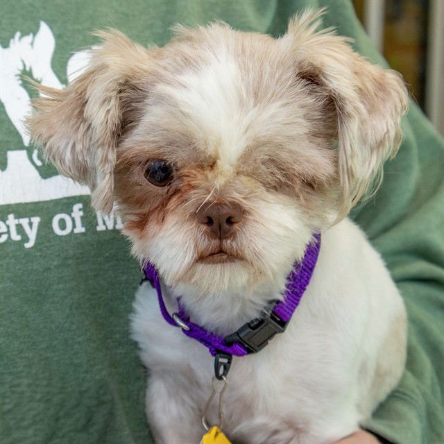 DIDGERIDOO - Shih Tzu available for adoption