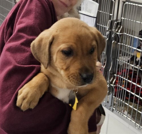 ELM - Labrador Retriever available for adoption