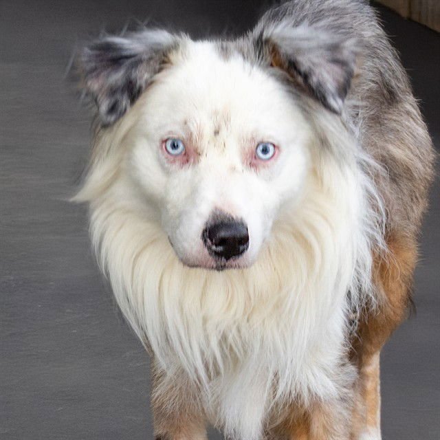 STEW - Australian Shepherd available for adoption