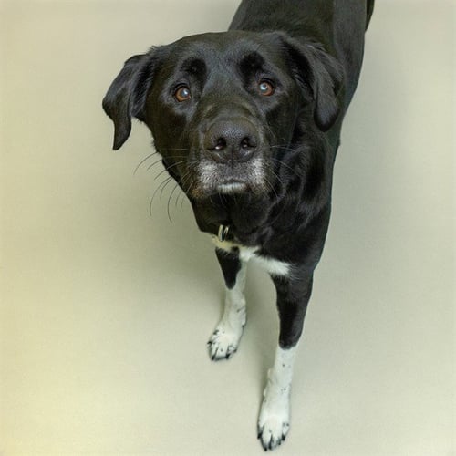 WENDY - Labrador Retriever / Great Pyrenees available for adoption