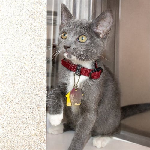 CUSTARD - Domestic Short Hair available for adoption
