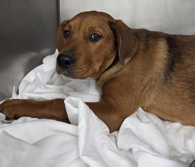 HORSE - Pit Bull Terrier / Plott Hound available for adoption