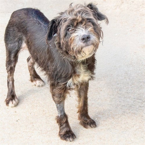 CARLY - Miniature Schnauzer available for adoption