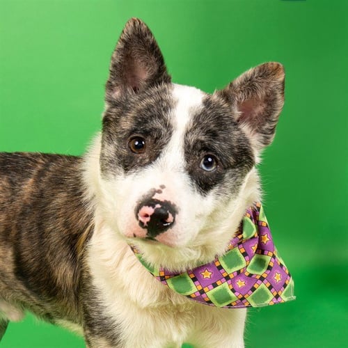 BAXTER - Australian Cattle Dog/Blue Heeler available for adoption