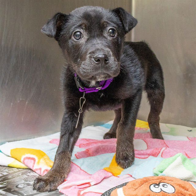 DELIA - Chinese Shar-Pei available for adoption