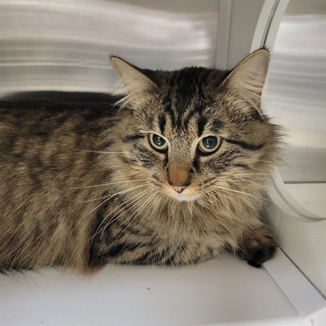 BISON - Domestic Long Hair available for adoption