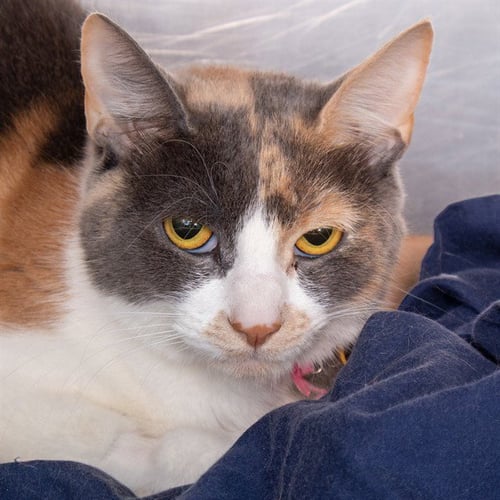 CALI - Domestic Short Hair available for adoption