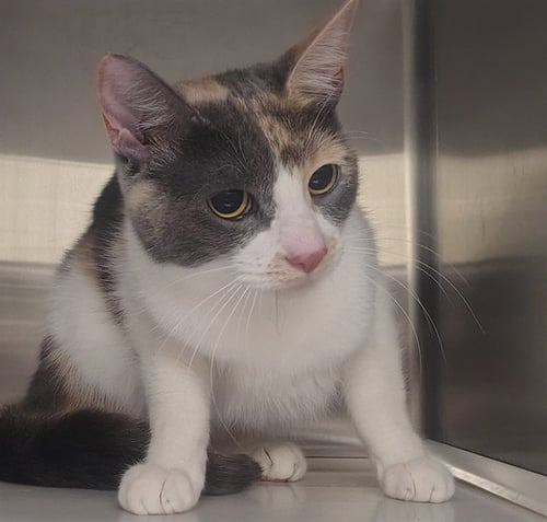 CALI - Domestic Short Hair available for adoption