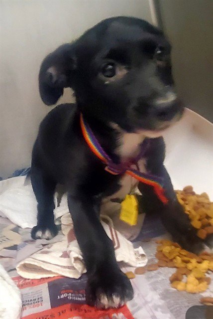 BETTY BOOP - Dachshund available for adoption