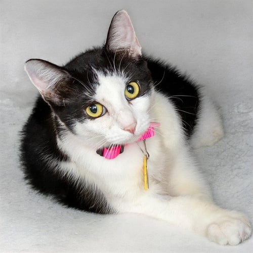 CHECKERS - Domestic Short Hair available for adoption