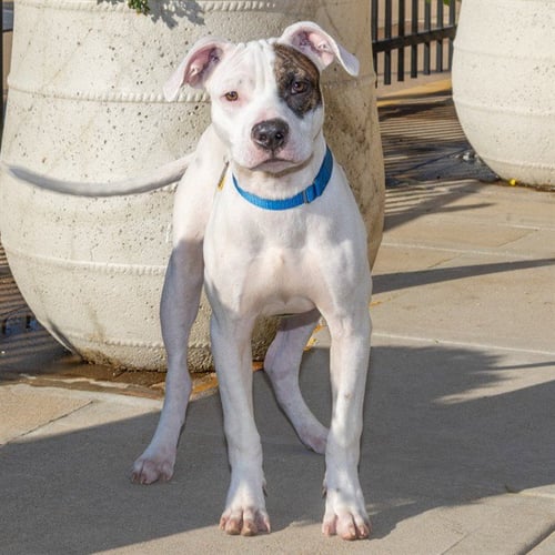 CASPER - Pit Bull Terrier available for adoption