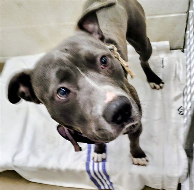 THE TWIST - Pit Bull Terrier available for adoption