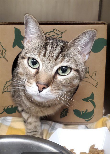 GELATO - Domestic Short Hair for adoption in St. Louis